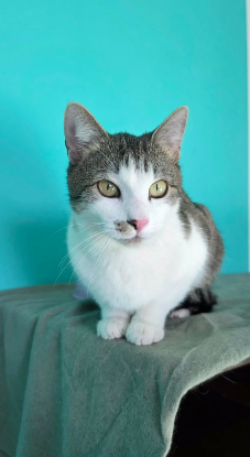 Adopter Tommy