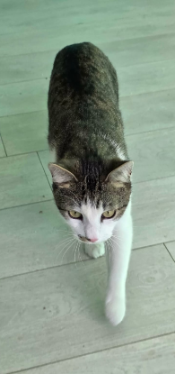 Adopter Tommy