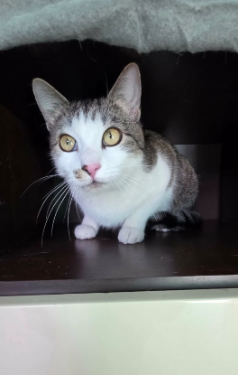Adoption Tommy