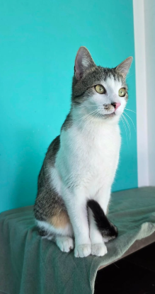 Adoption Tommy