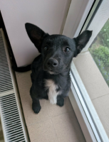 Adopter  chien : Berry
