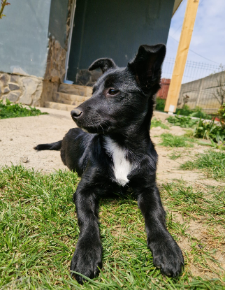 Adopter Berry