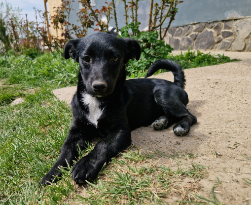 Adopter Berry
