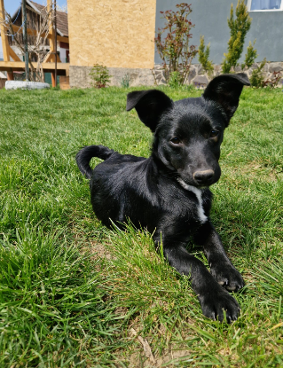 Adoption Berry