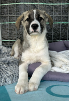 Adopter  chien : Lisette