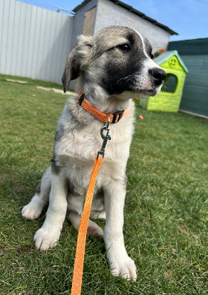 Adopter Lisette