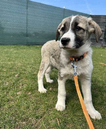 Adopter Lisette