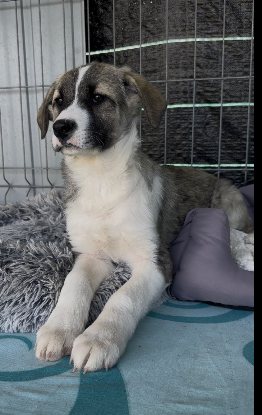 Adoption Lisette
