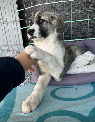 Adoption Lisette
