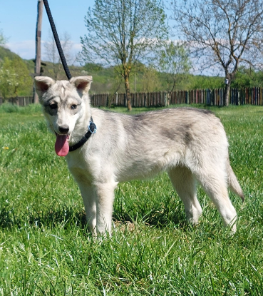Adopter Roxi