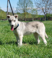 Adopter  chien : Roxi