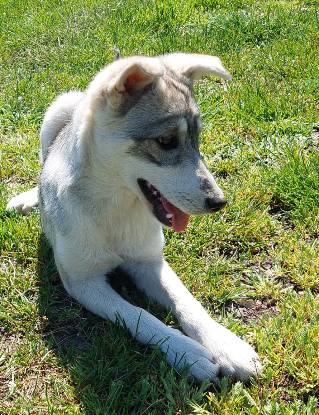Adopter Roxi