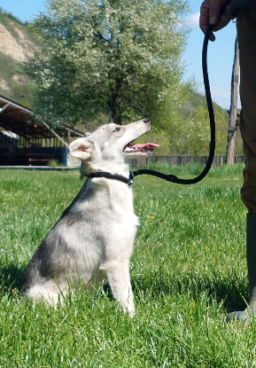Adopter Roxi