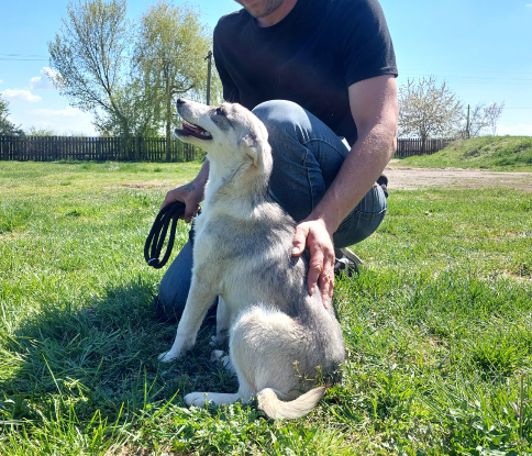 Adoption Roxi