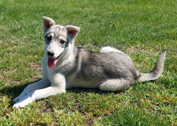 Adoption Roxi