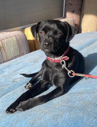 Adopter Kaya