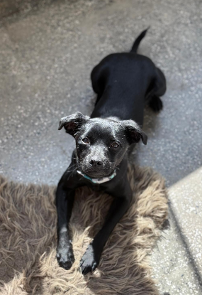 Adopter Kaya