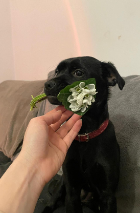 Adopter Kaya