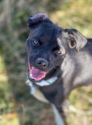 Adoption Kaya
