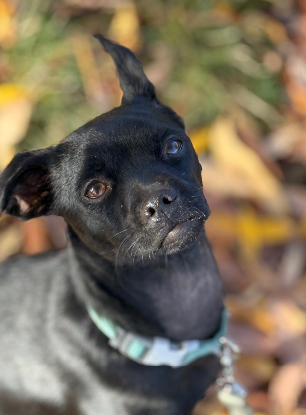 Adoption Kaya