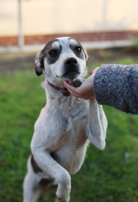 Adopter Emmy