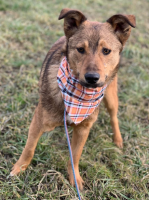 Adopter  chien : Livy