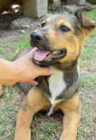 Adopter  chien : Lourdes
