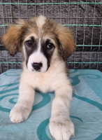 Adopter  chien : Linzi