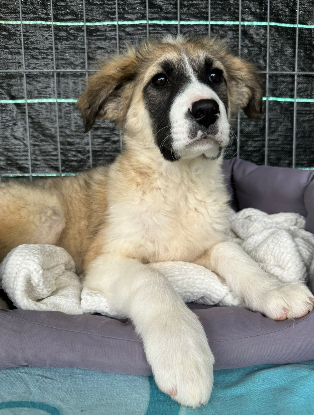 Adopter Linzi