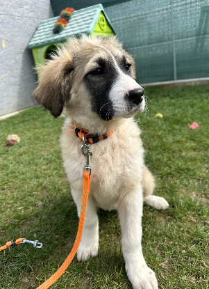 Adopter Linzi