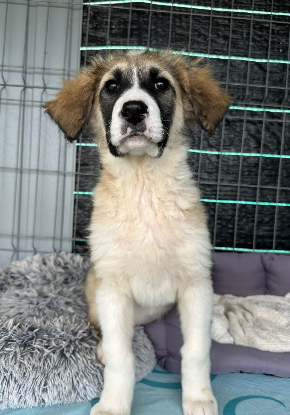 Adoption Linzi