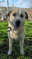Adopter  chien : Suzzy
