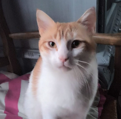 Adoption Charly