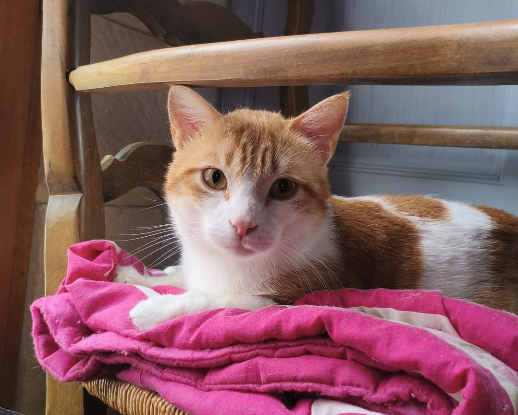 Adoption Charly