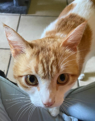 Adopter Charly