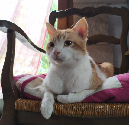 Adopter Charly