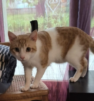 Adopter  chat : Charly