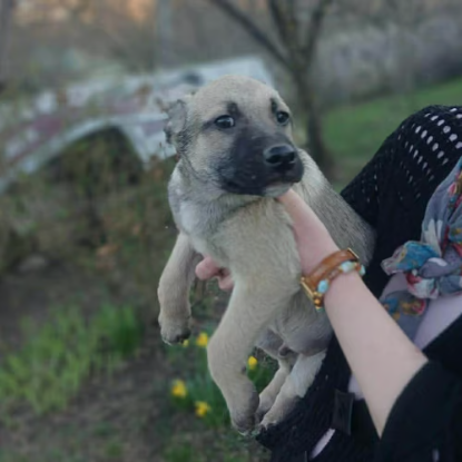 Adopter Jacky
