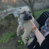 Adopter  chien : Jacky