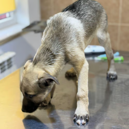 Adopter Jacky