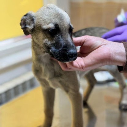 Adopter Jacky
