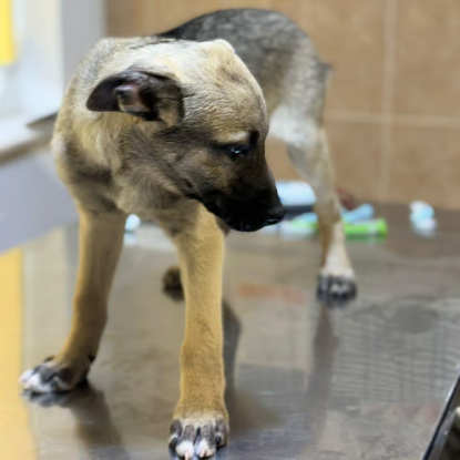 Adoption Jacky