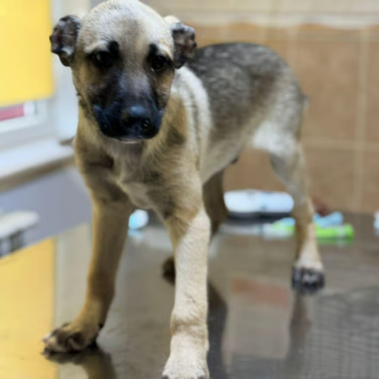Adoption Jacky