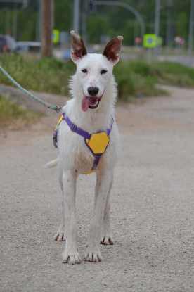 Adopter Courney