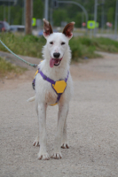 Adopter  chien : Courney