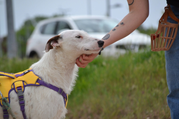 Adopter Courney