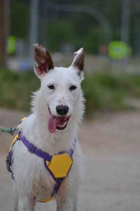 Adopter Courney