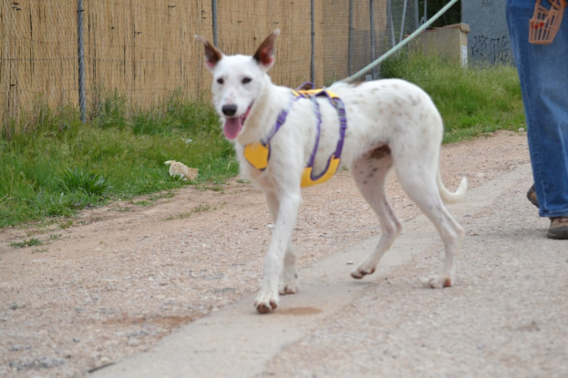 Adoption Courney