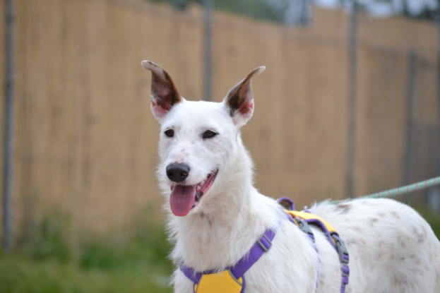 Adoption Courney