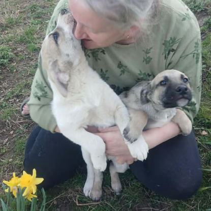Adopter Franky